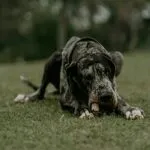 A Great Dane lying on the grass with a playful expression in an outdoor setting.