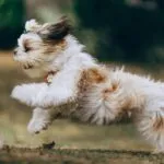 Adorable Shih Tzu puppy in motion, running joyfully outdoors in Belo Horizonte, Brazil.