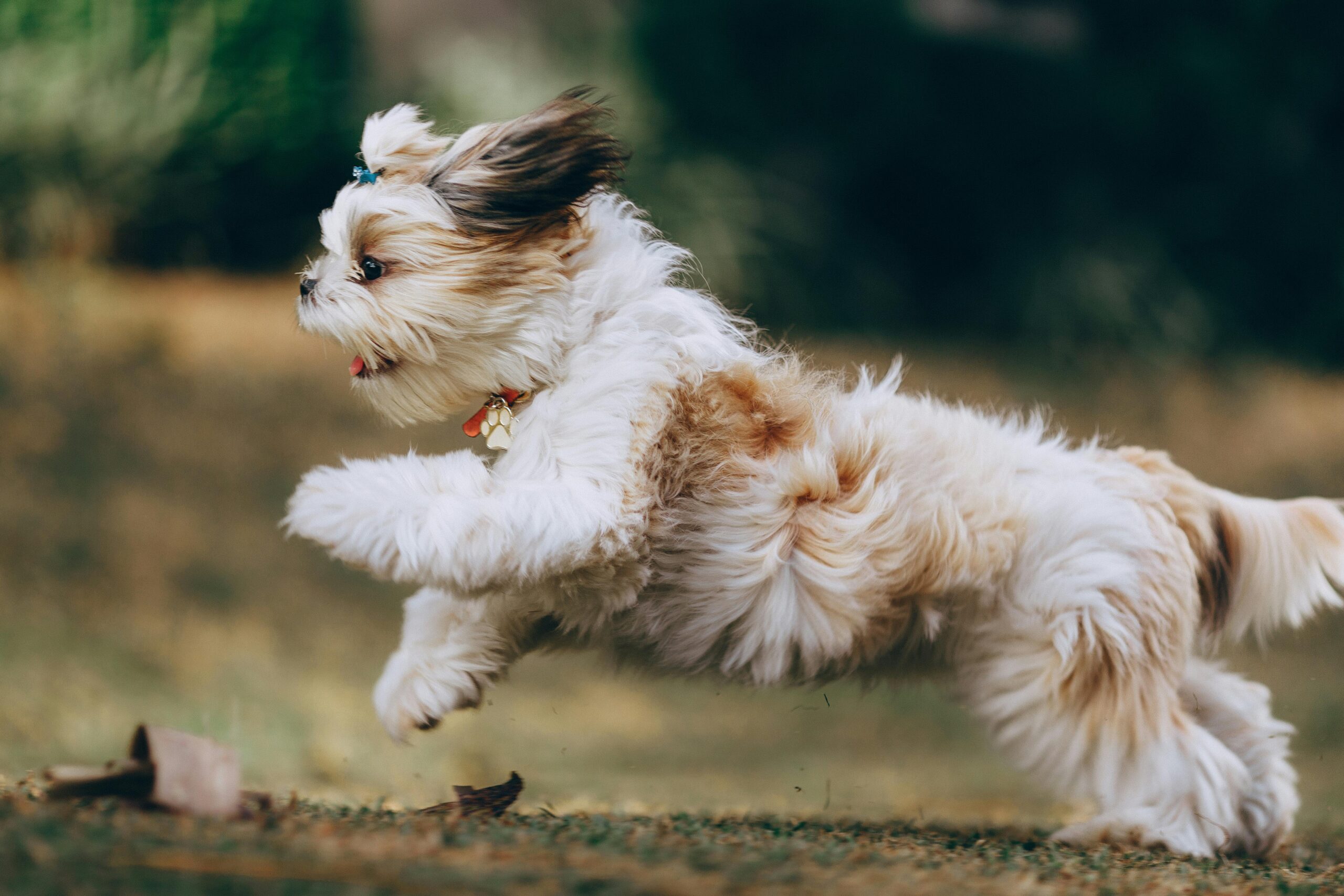 Adorable Shih Tzu puppy in motion, running joyfully outdoors in Belo Horizonte, Brazil.